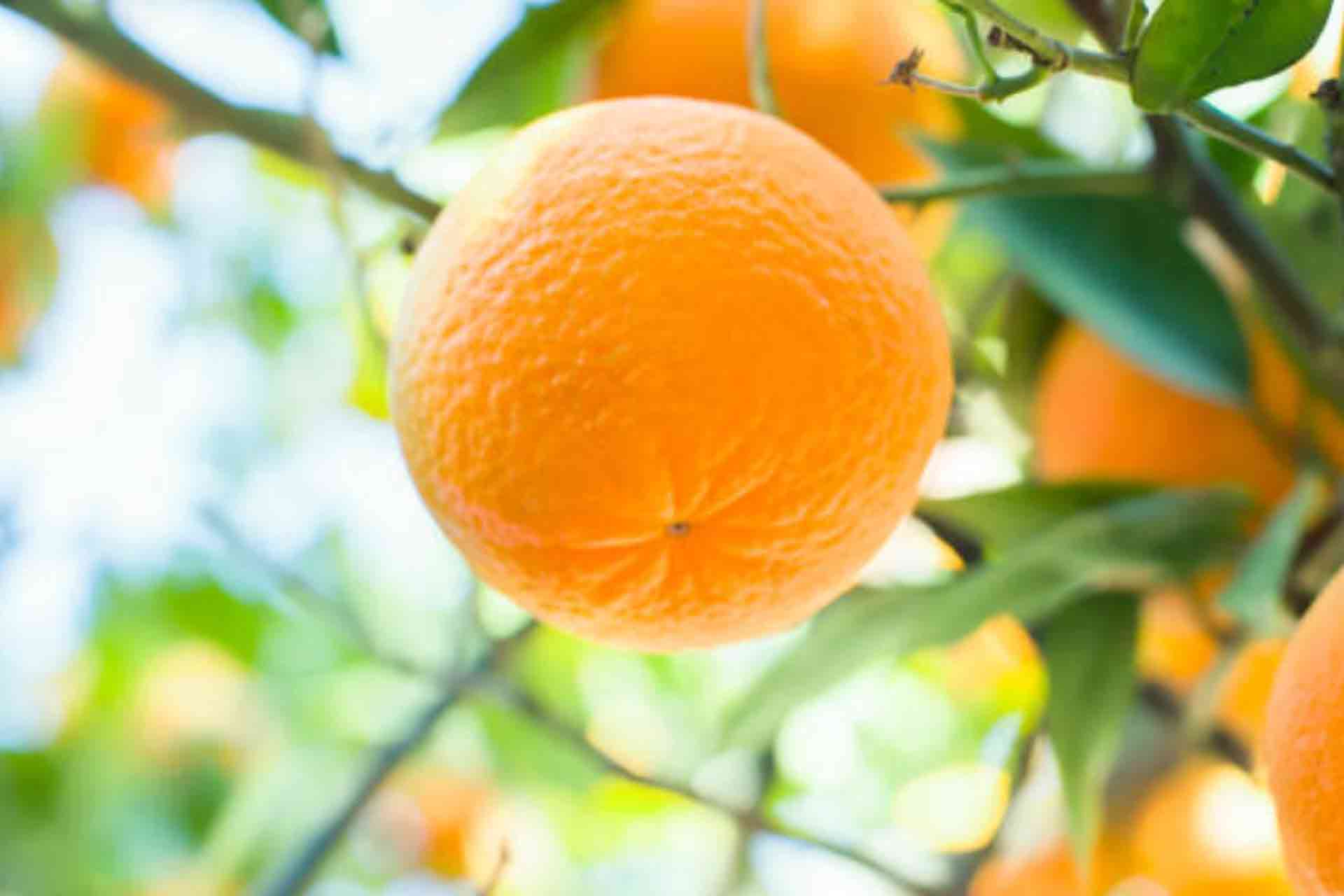 柑橘トレイ
